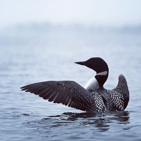 Loon Bird Tattoo, Loon Watercolor, Loon Tattoo Ideas, Goth Animals, Loon Painting, Loon Photo, Loon Art, Maine Wildlife, Loon Tattoo