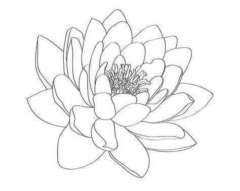 ♥ Water Lily Drawing, Water Lily Tattoo, Lotusblume Tattoo, Lily Water, Bild Gold, Water Lily Tattoos, Lily Tattoo Design, Lilies Drawing, Super Tattoo