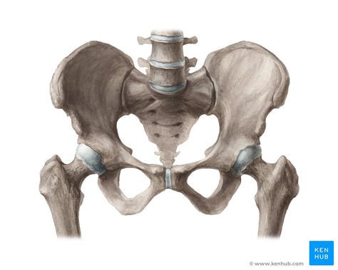 Pelvis Anatomy, Joints Anatomy, Tensor Fasciae Latae, Bone Drawing, Pelvic Girdle, Pelvic Bone, Lower Limb, Anatomy Sketches, Body Anatomy