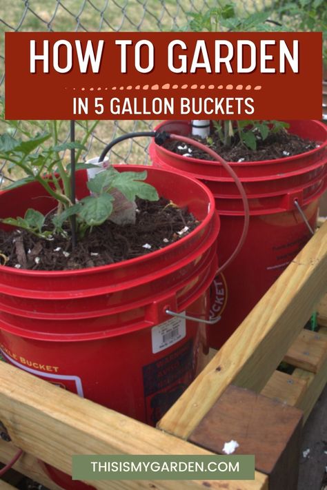 If you want to know an easy secret for Gardening Made Easy, try using 5-gallon buckets to grow your vegetables, flowers, or herbs!! Using buckets not only saves you space, but also time in weeding and caring that a traditional garden needs! Read our easy tips so you can still have a great harvest when using 5-gallon buckets! Plastic Container Gardening, Tomato In Bucket, Planting Tomatoes In 5 Gallon Buckets, Growing Tomatoes In 5 Gallon Buckets, Planting In Buckets, Gardening In Buckets, Bucket Vegetable Gardening, Five Gallon Bucket Garden, Bucket Gardening 5 Gallon Stand