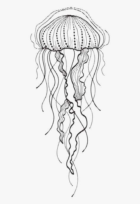 Jellyfish Drawing, Jellyfish Tattoo, Jellyfish Art, Fish Drawings, Jelly Fish, 문신 디자인, Fish Art, Line Art Drawings, A Drawing