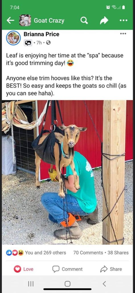 Diy Petting Zoo Ideas, Alpaca Pen Ideas, Goat Enrichment Ideas, Pack Goats, Goat Hoof Trimming, Farm Goals, Goat Life, Farming Animals, Goat Playground