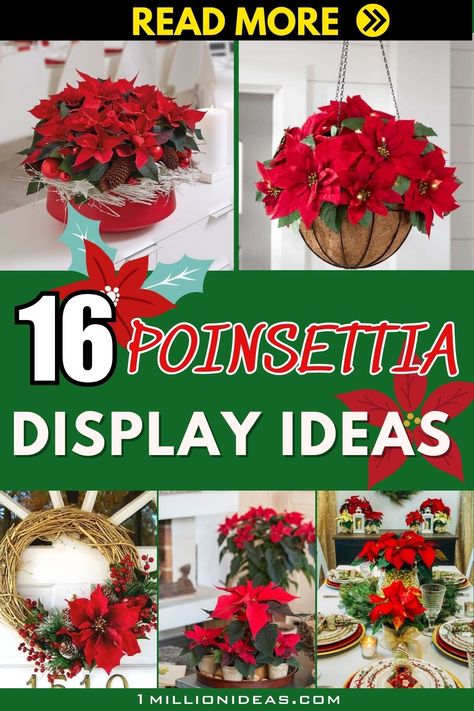 The holiday season is synonymous with vibrant reds, lush greens, and the unmistakable presence of poinsettias. These iconic flowers, with their festive hues, have the power to transform any space into a winter wonderland. Beyond simply placing them in a pot, there are various creative ways to showcase these holiday blooms. This year, let's try something new by exploring 16 delightful ways to display poinsettias, infusing your home with the spirit of the season. Christmas Decor Poinsettia, Poinsettas Around Christmas Tree, Poinsettia Decorating Ideas, Poinsettia Decor, Christmas Porch, Home For The Holidays, Try Something New, Lush Green, Poinsettia