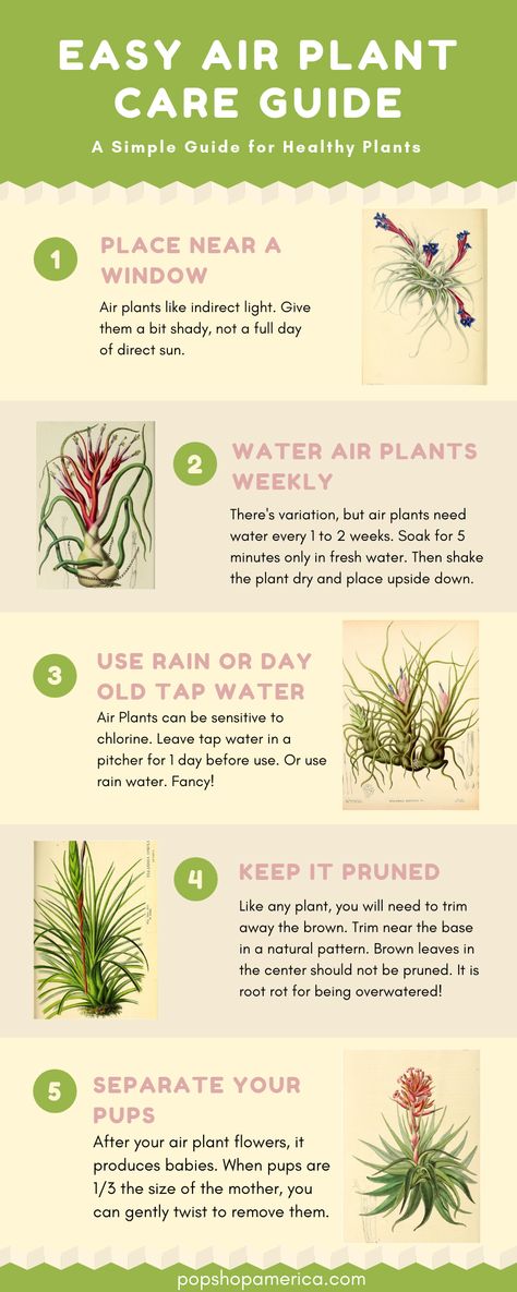 Easy Air Plant Care Guide with Infographics | https://www.popshopamerica.com/blog/easy-air-plant-care-guide-with-infographics/ Types Of Air Plants, Air Plants Diy, Air Plant Care, Air Plant Garden, Low Maintenance Indoor Plants, Air Plants Decor, Plant Care Guide, Plants Care, Air Plants Care