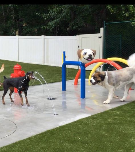 Dog Hotel Ideas Pet Resort, Pet Playground, Dog Play Area, Indoor Dog Park, Pet Play Area, Dog Boarding Facility, Pet Cafe, Newburgh Ny, Dog Hotel