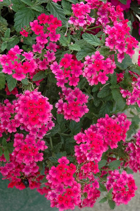 Verbena x hybrida | Annual Verbena Blake Pink, Senior Hoco, Farmhouse Flowers, Richardson Texas, Summer Wallpapers, Porch Flowers, Colorful Wedding Flowers, Fuchsia Flowers, Hot Pink Flowers