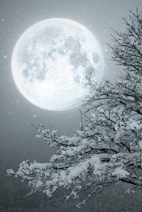 Snow Moon Winters Tafereel, Era Victoria, Tree Magic, Shoot The Moon, Winter Szenen, Winter Wonderland Christmas, Snow Ice, Moon Pictures, Good Night Moon