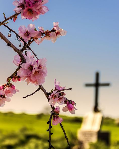 Recite These Easter Prayers and Blessings to Commemorate the Resurrection Almond Branch, Prayers And Blessings, Apulia Italy, Easter Prayers, Almond Flower, Prayer Of Thanks, Resurrection Sunday, Father Images, Easter Morning