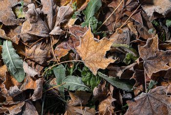 How to Make Dead Leaves Decompose Faster Worm Composting Bin, Red Wiggler Worms, Shade Grass, Compost Pile, Dead Leaves, Rain Barrels, Worm Composting, Worm Farm, Shade Perennials