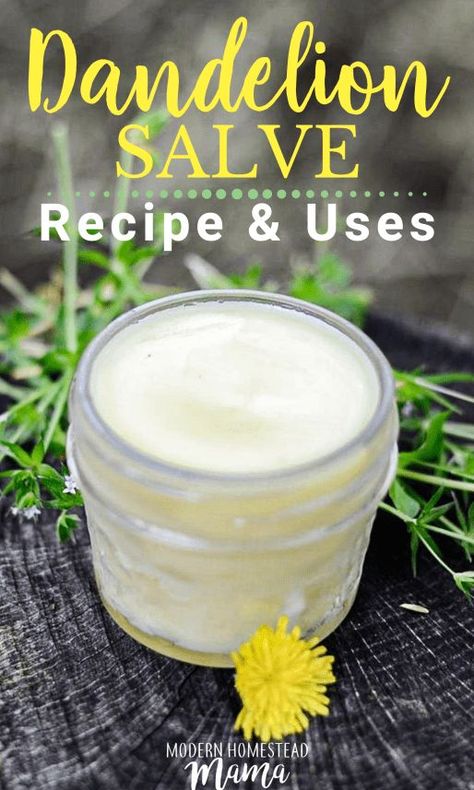 Dandelion Salve Recipe and Uses | Modern Homestead Mama Dandelion Salve, Dandelion Oil, Dandelion Benefits, Modern Homestead, Salve Recipes, Herbal Salves, Healing Salves, Herbal Recipes, Natural Healing Remedies