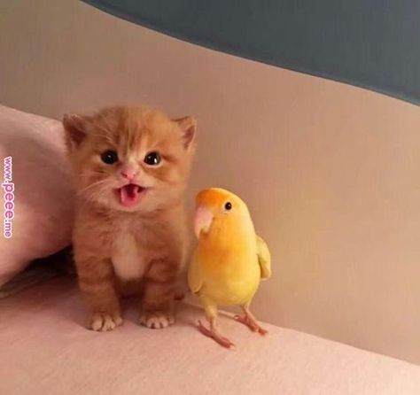 Kitten with its bird friend ❤ #kitten #bird #bestfriends #catfriends #aww #adorable Image Chat, Animals Friendship, Baby Animals Funny, Cute Cats And Kittens, Cute Kittens, Akita, Beautiful Cats, 귀여운 동물