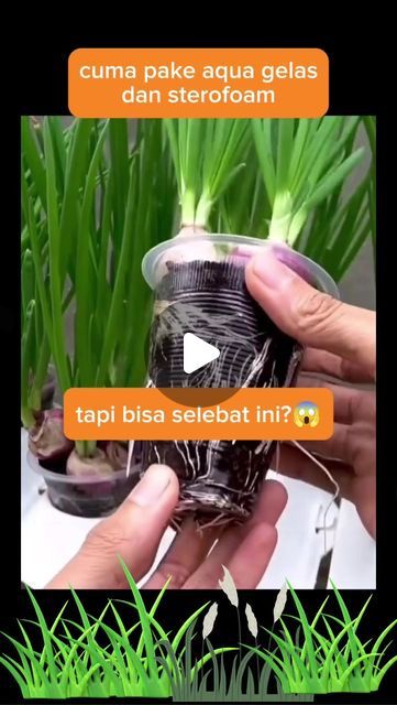 Tanaman Indoor, Tanaman Pot, Beauty Face, Gardening Tips, Cooking Recipes, Plants, On Instagram, Beauty, Quick Saves