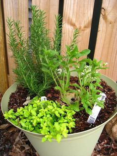 Growing Herbs At Home, Growing Herbs In Pots, Gemüseanbau In Kübeln, Best Herbs To Grow, Herb Garden Pots, Herbs To Grow, Container Herb Garden, Vertical Herb Garden, Plants Growing