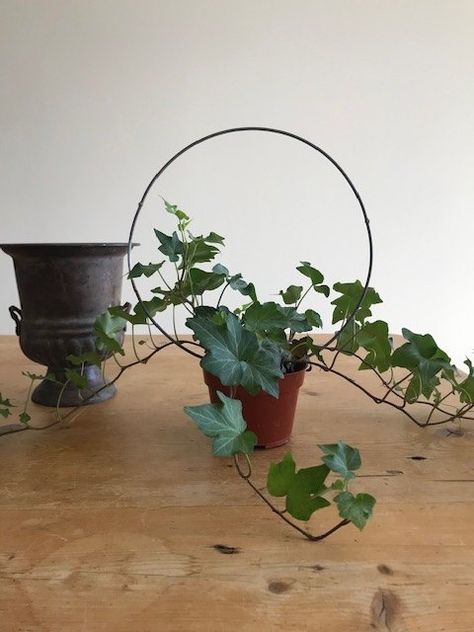 Ivy Topiary Indoor, Ivy Topiary Diy, Bohemian Beach Decor, Ivy Topiary, Topiary Diy, Sunflower Arrangements, Rustic Valentine, Ivy Vine, Circular Frame