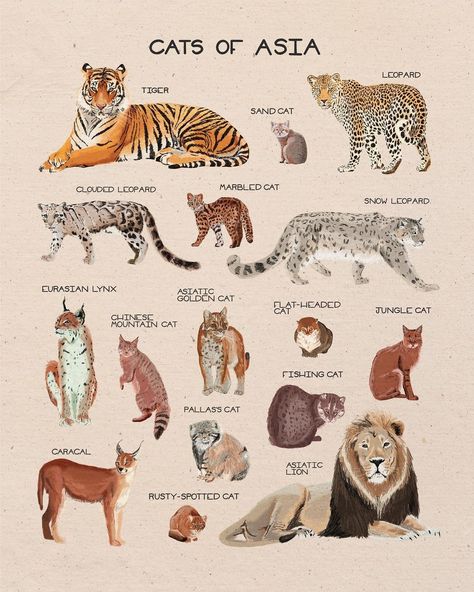 Wild Cat Species, Wildlife Biologist, Cat Species, Animal Anatomy, Animal Reference, Types Of Animals, Cat Family, Animal Facts, Prehistoric Animals