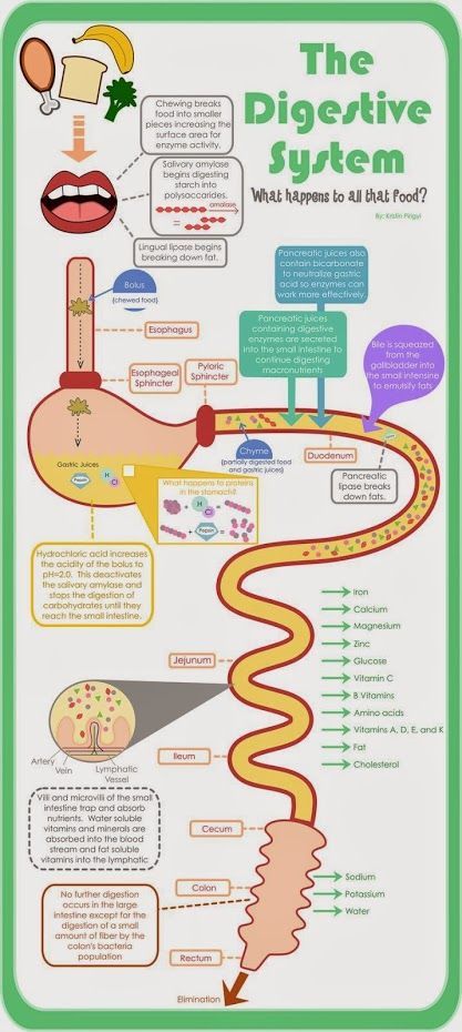 The Digestive System Infographic! http://www.awesomehealthandfitness.com  #inforgraphic #health #eatclean Sistem Pencernaan, The Digestive System, Teaching Biology, Human Body Systems, Medical Knowledge, Science Biology, Homeschool Science, Body Systems, Anatomy And Physiology