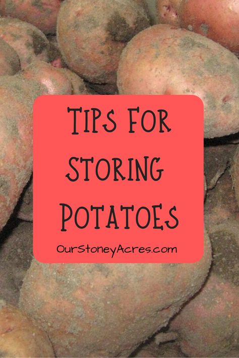 Storing Potatoes, Traditional Homemaking, Storing Onions, Regrow Vegetables, Stock Pile, Modern Homestead, How To Store Potatoes, Modern Homesteading, Homestead Life