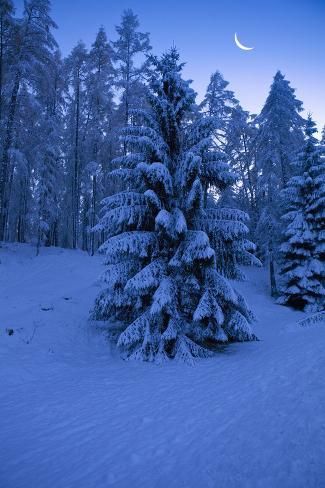 size: 24x16in Photographic Print: Winter Wood, with Crescent by Ludwig Mallaun : Aethstetic Nature, Bright Morning Star, Winter Nature, Winter Wood, Pretty Landscapes, Dark Winter, Snow Scenes, Landscape Drawings, Winter Pictures