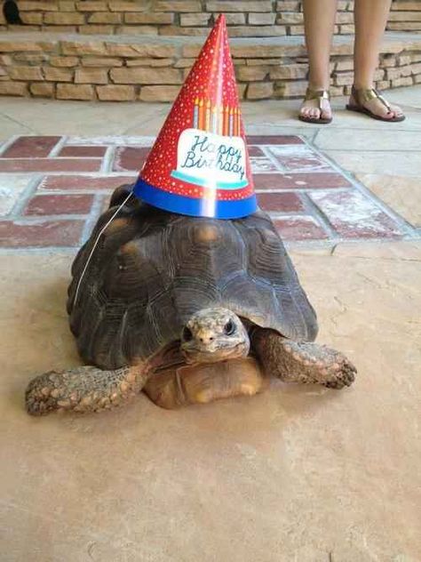 Be as chill as this birthday tortoise. | 17 Things To Do While People Are Singing Happy Birthday To You Red Footed Tortoise, Tortoise Food, 53 Birthday, Russian Tortoise, Tortoise Care, Baby Tortoise, Giant Tortoise, Pet Turtle, Cold Blooded