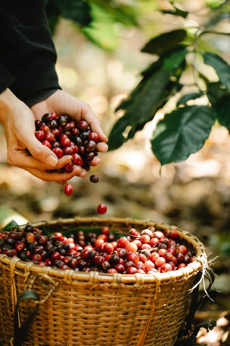 The Rise of Fair Trade Coffee and Companies Brewing a Better Future Costa Cafe, Coffee Beans Photography, Heathy Snack, Coffee Market, Organic Coffee Beans, Honey Coffee, Fresh Coffee Beans, Light Roast Coffee, Coffee Board