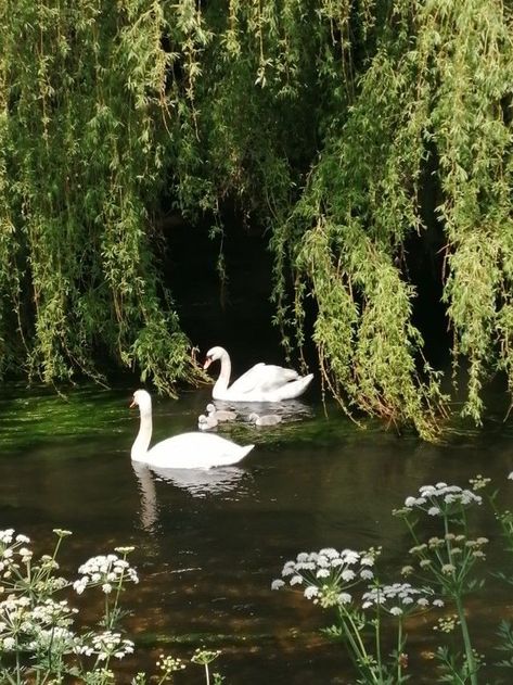 Calming Images, Two Swans, Mute Swan, Film Inspiration, Wild Nature, Drawing Images, Ethereal Art, Nature Aesthetic, Swans