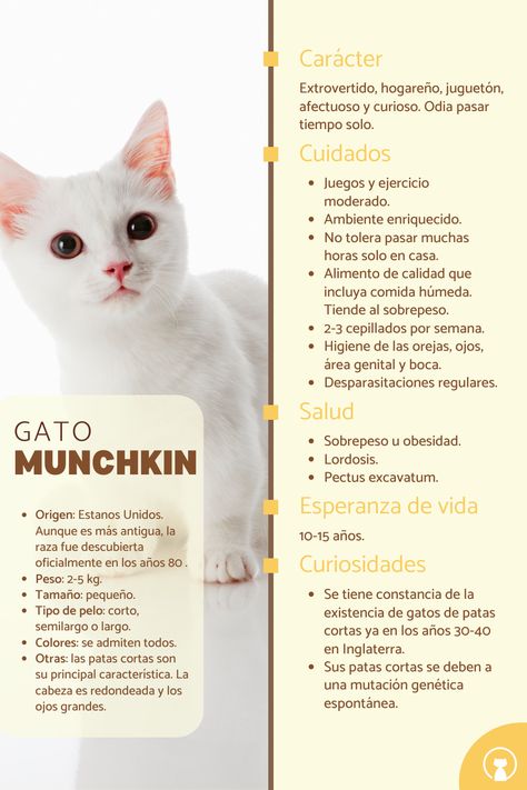 Descubre todas las características del gato munchkin. #SoyUnGato #Gatos #RazasdeGatos #GatoMunchkin #GatoPatasCortas Gato Munchkin, Puppies, Art