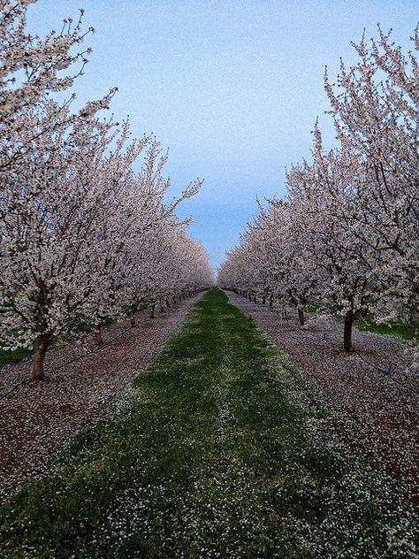 Nunes Farm, Central Valley almond orchard, California by California Delicious Almond Orchard, Central Valley California, California Farm, Alta California, Central Valley, Cool Landscapes, Cherry Tree, Amazing Places, School Projects