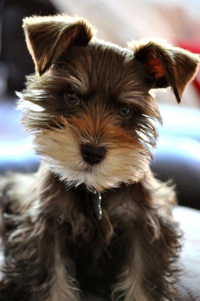 This puppy is SO CUTE!! @Cassie Essary I think this is what mine will kinda look like....maybe CUTER!! Liver Schnauzer, Miniature Schnauzer Puppy, Toy Schnauzer, Mini Schnauzer Puppies, Beautiful Puppies, Schnauzer Puppies, Mini Schnauzers, Miniature Schnauzer Puppies, Miniature Schnauzers