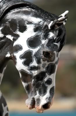 amazing markings, a "Peacock Appaloosa" Knabstrupper Horse, Animal Psychology, Cheval Pie, Unusual Horse, Horse Coat Colors, Rare Horses, Cai Sălbatici, Rasy Koni, Most Beautiful Horses