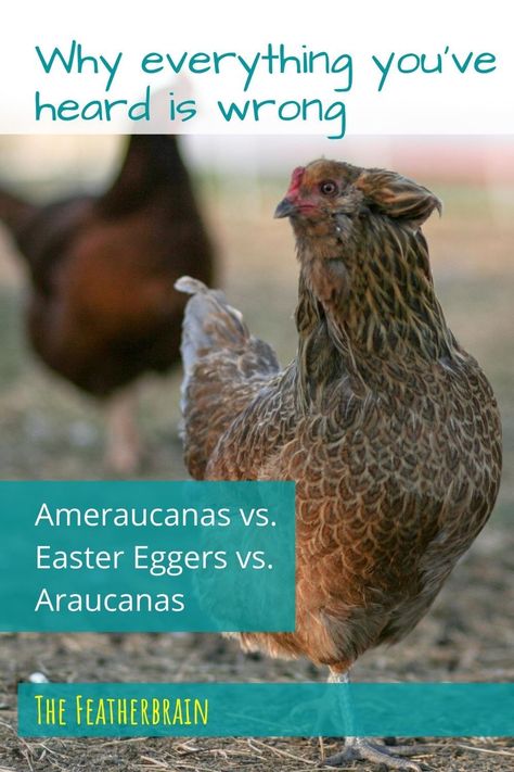 Find out the REAL difference between Ameraucana, Easter Egger, and Araucana chickens - and why nobody gets this right. Auracana Chicken, Easter Egger Rooster, Americana Chickens Hens, Americauna Chickens, Americana Chickens, Olive Egger Chicken, Araucana Chickens, Australorp Chicken, Ameraucana Chicken