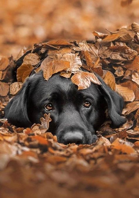 Fall Dog Photos, Black Labrador Dog, Dog Photoshoot, Fall Dog, Labrador Puppy, Best Pics, Dachshund Puppies, Black Labrador, Cute Dogs And Puppies