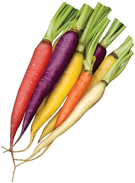 Amazon.com : Rainbow Blend Carrot Seeds, 500+ Premium Heirloom Seeds, Rare Varieties, Colorful Mix & Fantastic Addition to Your Garden! (Isla's Garden Seeds), 85% Germination Rate, Non GMO, Highest Quality : Patio, Lawn & Garden Carrot Seedlings, Growing Carrots, Bacterial Diseases, Rainbow Carrots, Bush Beans, Daucus Carota, Bean Seeds, Carrot Seeds, Organic Living