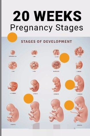 Pregnancy Symptoms By Week, Baby Development In Womb, Body Changes During Pregnancy, Stages Of Baby Development, Trimester By Weeks, Baby Development Activities, 20 Weeks Pregnant, Pregnancy Week, Pregnancy Info