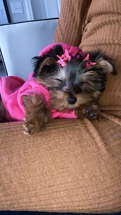 Teacup Yorkie Puppy, Cute Small Dogs, Puppy Mom, Dog Mommy, Very Cute Puppies, Super Cute Puppies, Cute Animals Puppies, Very Cute Dogs, Yorkie Dogs