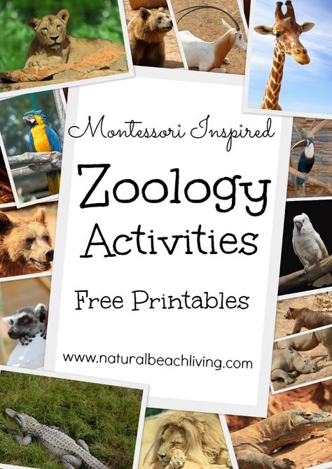 Montessori inspired zoology, animals, free printables, 12 months of Montessori Learning activities, ideas, printables,giveaways & more. Natural Beach Living Zoo Activities For Kids, Montessori Science Activities, Habitat Activities, Zoo Activities, Montessori Science, Animal Activities For Kids, Montessori Printables, Preschool Science Activities, Montessori Lessons