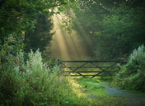 Shady Tree, Cottagecore Aesthetic, Nature Aesthetic, Pretty Places, Green Aesthetic, Country Life, Mother Earth, Secret Garden, Beautiful Landscapes