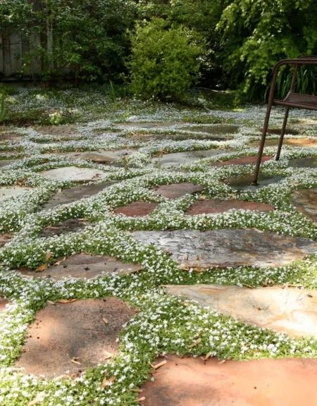 Best Ground Cover Plants, Ground Cover Seeds, Creepers Plants, Perennial Ground Cover, Garden Pavers, Dainty Flowers, Planting Plan, Shade Flowers, Ground Cover Plants