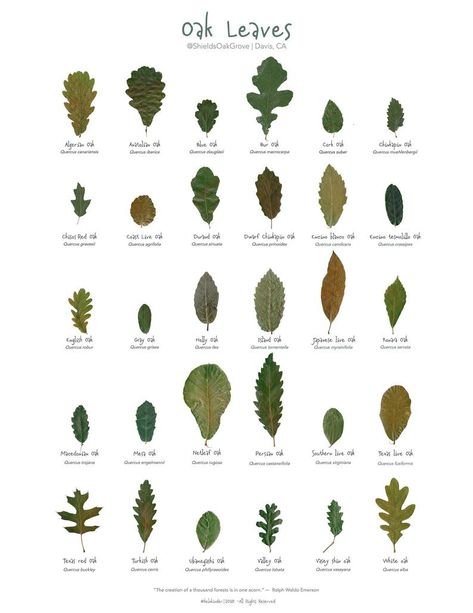 Tree Leaf Identification, Identifying Trees, Leaf Identification, Leaves Poster, Tree Id, Tree Identification, Survival Garden, Live Oak Trees, Survival Gardening