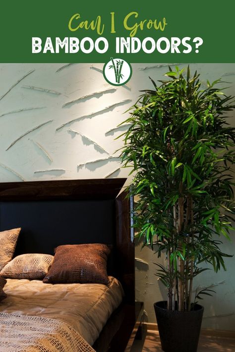 Did you know that bamboo is a great plant for growing indoors? That's right - you can enjoy the natural beauty and air-purifying benefits of bamboo right in your own home! Read our blog to learn more about the growing conditions of indoor bamboos, which bamboo species you can grow indoors and other helpful hints. How To Grow Bamboo In Pots, Growing Bamboo Indoors, Bamboo Indoor Plant, Chinese Bamboo Plant, Lucky Bamboo Decor, How To Grow Bamboo, Container Bamboo, Chinese Bamboo Tree, Bamboo Plant Indoor