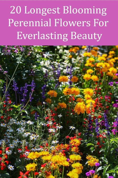 These are the plants you should grow if you want to enjoy beautiful blooms for months on end. Long Flowering Plants, Delosperma Cooperi, Outdoor Yard Ideas, Landscape Design Small, Vicks Vapor, Long Blooming Perennials, Plant Tips, Perennial Flowers, Garden Hacks