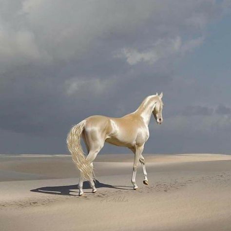 Cremello Horse, Akhal-teke, Ahal Teke, Akhal Teke Horses, Golden Horse, Akhal Teke, Most Beautiful Horses, Majestic Horse, Pretty Horses