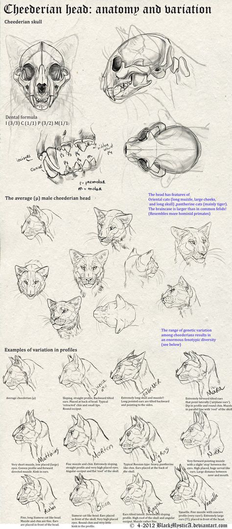 Creatures Drawing, Feline Anatomy, Drawings Of Animals, Head Anatomy, Skull Reference, Anatomy References, Animals Drawing, Cat Anatomy, Animal Anatomy