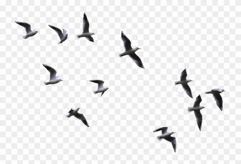 Birds Png For Editing, Birds Flying Png, Birds Architecture, Black Birds Flying, Birds Flying Photography, Flying Bird Vector, Birds Collage, Black Bird Fly, Collage Cutouts