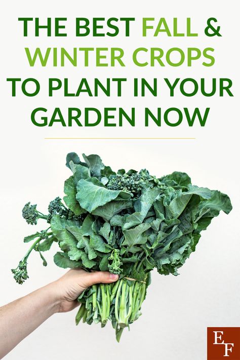 Winter Crops To Plant, North Carolina Winter, Garden 101, Healthy Budget, Green Kale, Fall Crop, Winter Crops, Living In North Carolina, Food Cost