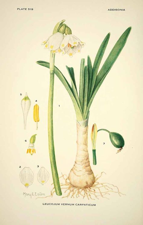 M.E. Eaton, drawing of leucojum vernum, Galantheae, Märzenbecher, 1931 Botanical Sketching, Snowdrop Plant, Onion Plant, History Drawings, History Illustration, Snow Drop, Foto Transfer, Vintage Botanical Prints, Botanical Illustrations