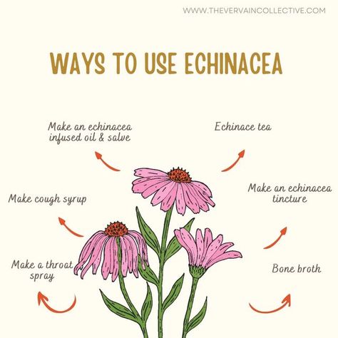 How To Use Echinacea Plant, Echinacea Salve, Herbal Monographs, Tea Apothecary, Echinacea Tincture, Herbal Nutrition, Echinacea Tea Benefits, Herbs Medicinal, Echinacea Plant