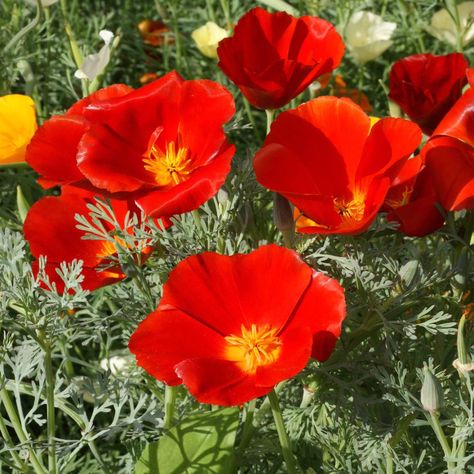 Poppy Flower Seeds, Red Chief, Seeds Color, Gardening Zones, Wildflower Garden, Poppy Red, California Poppy, Poppy Seeds, Red Poppy