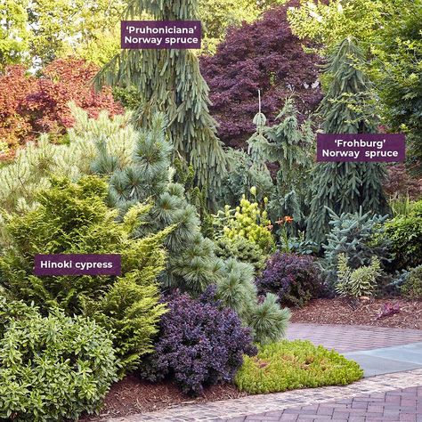 Garden Gate Magazine | Garden Design & Plant Tips | Don’t underestimate the impact conifers can have in your garden design. Just ask Harrison Tuttle who has has more than 500 conifers (from... | Instagram Conifers Garden, Hinoki Cypress, Norway Spruce, Plant Tips, Garden Gate, Garden Gates, From Instagram, Garden Design, Gate