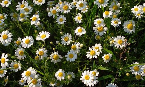 Comfrey Tea, Chamomile Growing, Prairie Flower, Eggs Flowers, Master Gardener, Beneficial Insects, Lilac Flowers, Companion Planting, Edible Flowers