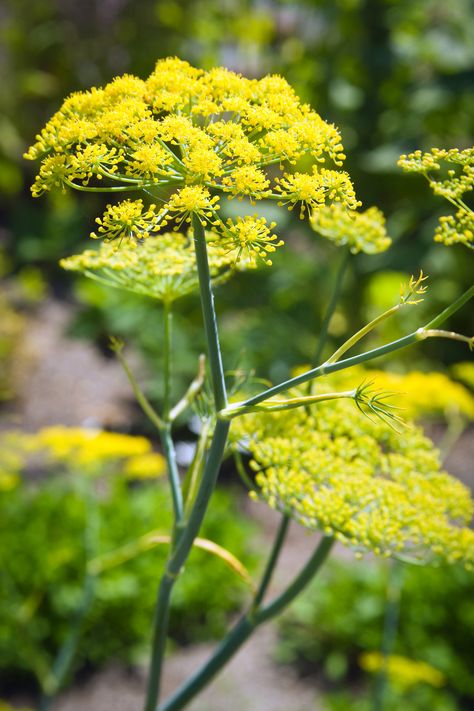 fennel good for bees Bronze Fennel, Bee Friendly Garden, Foeniculum Vulgare, Aromatic Plant, Community Garden, English Cottage Garden, Pollinator Garden, Summer Plants, Fennel Seeds